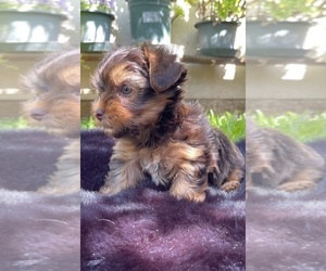 Yorkshire Terrier Puppy for Sale in MODESTO, California USA
