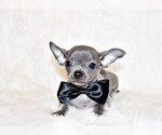 Puppy 11 Chihuahua