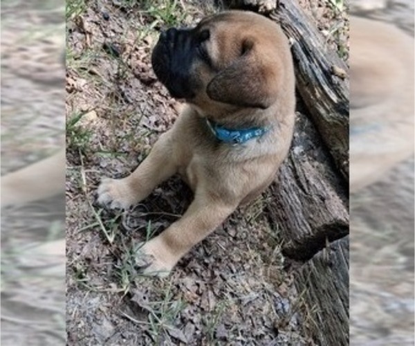 Medium Photo #9 Bullmastiff Puppy For Sale in CAMDEN, TN, USA