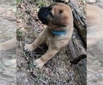 Small #8 Bullmastiff