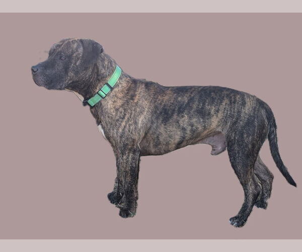 Medium Photo #4 American Pit Bull Terrier-Unknown Mix Puppy For Sale in Millersville, MD, USA