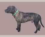Small #3 American Pit Bull Terrier Mix