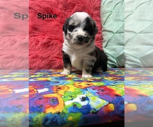 Miniature Australian Shepherd Puppy for sale in WILLIAMS, IA, USA