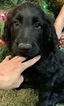 Small Photo #7 Goldendoodle Puppy For Sale in MORGANTOWN, IN, USA