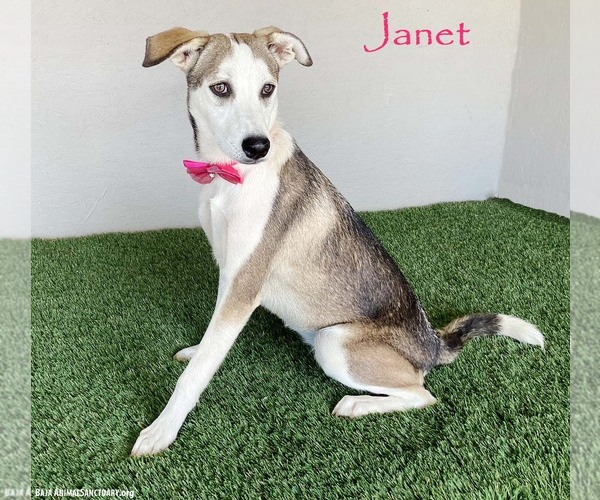 Medium Photo #4 Huskies -Labrador Retriever Mix Puppy For Sale in San Diego, CA, USA