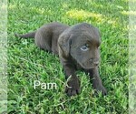 Small #5 Labrador Retriever