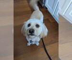 Small Photo #2 Dachsi Apso Puppy For Sale in Inver Grove Heights, MN, USA
