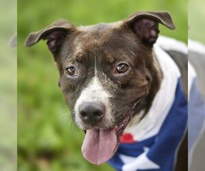 American Pit Bull Terrier-Labrador Retriever Mix Dogs for adoption in Rosenberg, TX, USA
