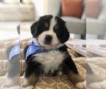 Small Photo #10 Bernese Mountain Dog Puppy For Sale in FLEMING ISLAND, FL, USA