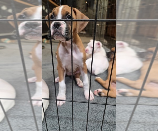 Medium Photo #2 Boxer Puppy For Sale in BROOKSVILLE, FL, USA
