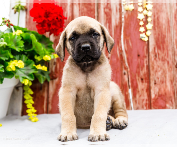 Medium Photo #10 Mastiff Puppy For Sale in WAKARUSA, IN, USA