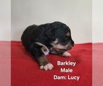 Puppy Barkley Miniature Australian Shepherd-Poodle (Toy) Mix