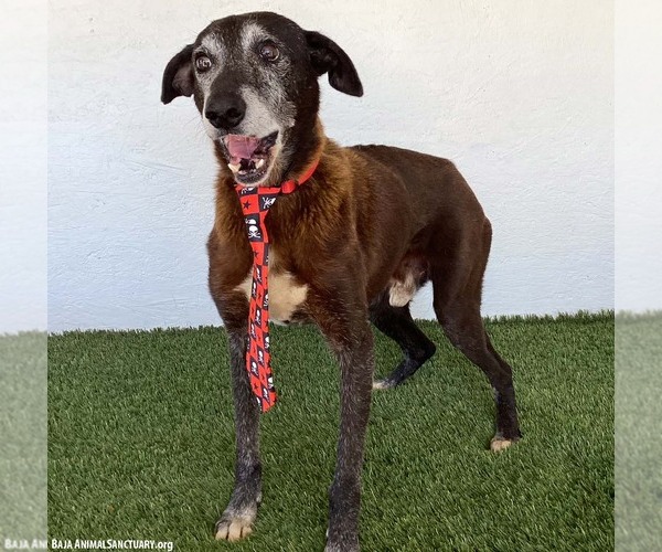 Medium Photo #3 Greyhound-Labrador Retriever Mix Puppy For Sale in San Diego, CA, USA