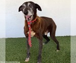 Small Photo #3 Greyhound-Labrador Retriever Mix Puppy For Sale in San Diego, CA, USA