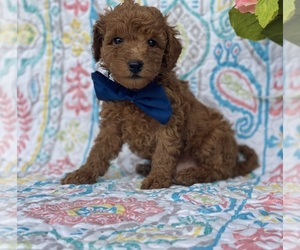 Poodle (Toy) Puppy for sale in LANCASTER, PA, USA
