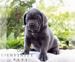 Small Cane Corso