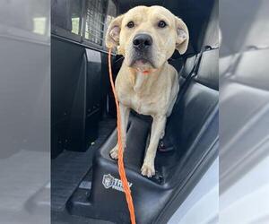 Labrador Retriever-Staffordshire Bull Terrier Mix Dogs for adoption in Houston, TX, USA