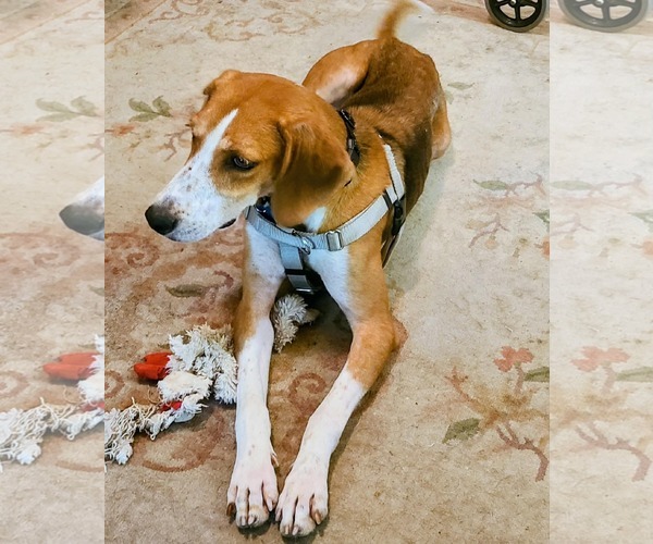 Medium Photo #3 Mutt Puppy For Sale in Plainfield, IL, USA