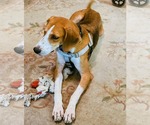 Small #2 Mutt