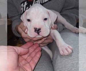Boxer Puppy for sale in ROLLA, MO, USA