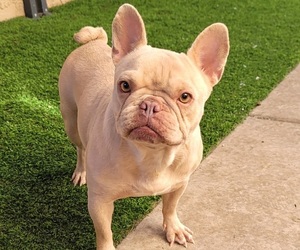 French Bulldog Puppy for Sale in LAS VEGAS, Nevada USA
