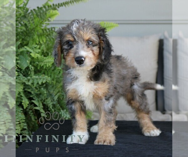 Medium Photo #3 Bernedoodle (Miniature) Puppy For Sale in NARVON, PA, USA