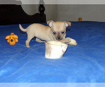 Small Photo #4 Chihuahua Puppy For Sale in BELLE FOURCHE, SD, USA