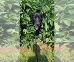 Jay Bird - Male Retriever -Unknown Mix Dog for Adoption - Small photo