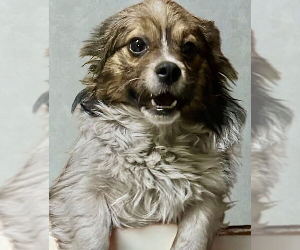 Medium Photo #3 Papillon-Unknown Mix Puppy For Sale in San Diego, CA, USA