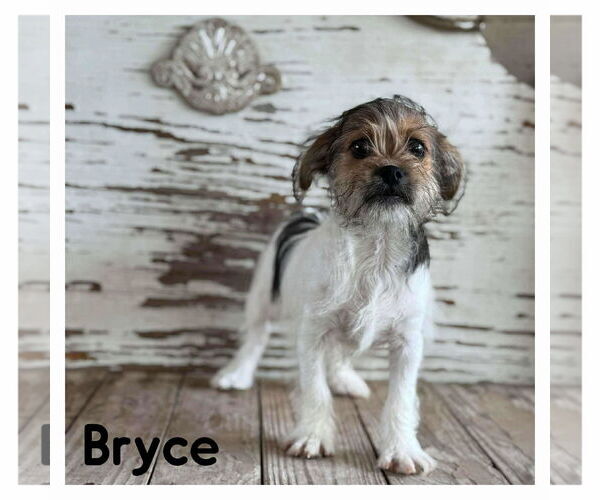 Medium Photo #1 Mutt Puppy For Sale in Boonton, NJ, USA