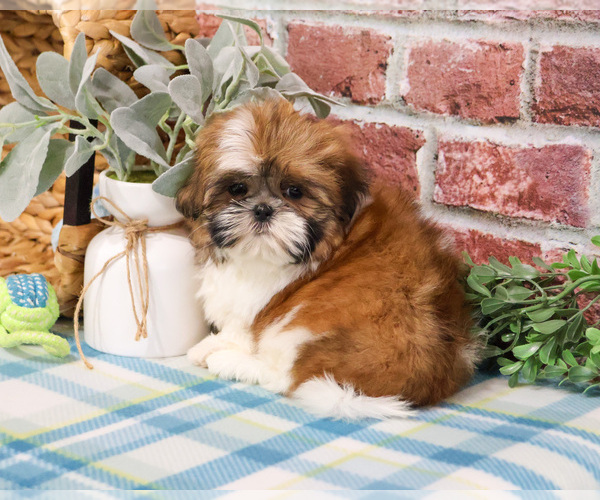 Medium Photo #11 Shih Tzu Puppy For Sale in SYRACUSE, IN, USA