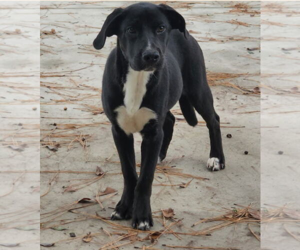Medium Photo #1 Labrador Retriever-Unknown Mix Puppy For Sale in Oakhurst, NJ, USA