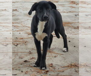 Medium Labrador Retriever Mix