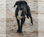 Small Labrador Retriever Mix