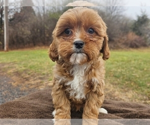 Cockapoo Puppy for sale in PROVIDENCE, RI, USA