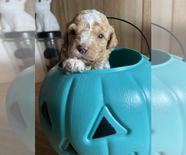 Medium Photo #4 Cavapoo Puppy For Sale in LAFAYETTE, TN, USA