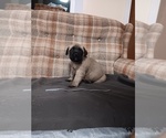Small #4 Mastiff