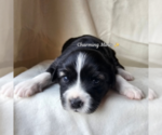 Small #1 Miniature Australian Shepherd