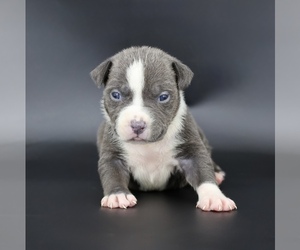 American Bully Puppy for sale in CHAMPAIGN, IL, USA