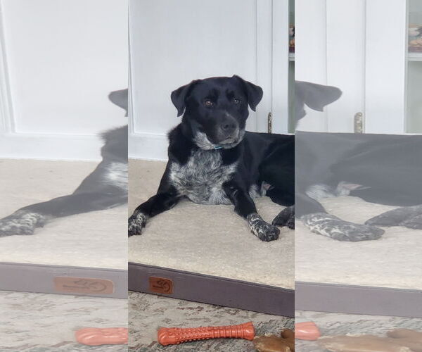 Medium Photo #6 Retriever -Unknown Mix Puppy For Sale in Woodbury, NY, USA