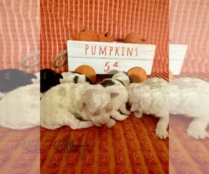 Poodle (Toy) Puppy for sale in MAGNOLIA, TX, USA