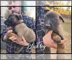 Puppy Black Boy Belgian Malinois