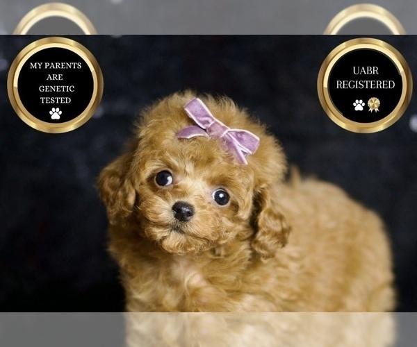 Medium Photo #71 Poodle (Miniature) Puppy For Sale in WARSAW, IN, USA