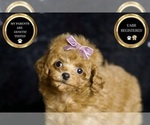 Small Photo #71 Poodle (Miniature) Puppy For Sale in WARSAW, IN, USA