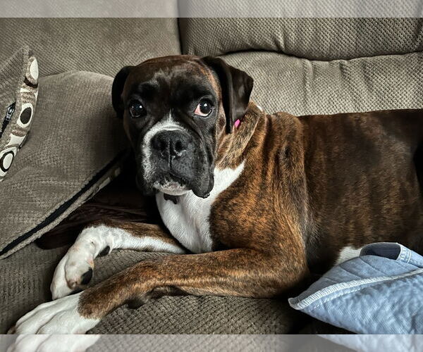 Medium Photo #3 Boxer Puppy For Sale in Woodbury, MN, USA
