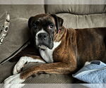 Small #2 Boxer