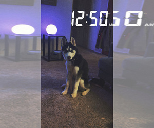 Siberian Husky Puppy for sale in DARDENNE PR, MO, USA