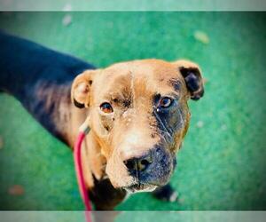 Mutt Dogs for adoption in Orlando, FL, USA