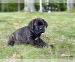 Small #2 Cane Corso