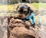 Small #2 Yorkshire Terrier